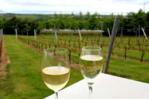 Your Guide to Wolfville Wine Tours: Sipping Through the Vines